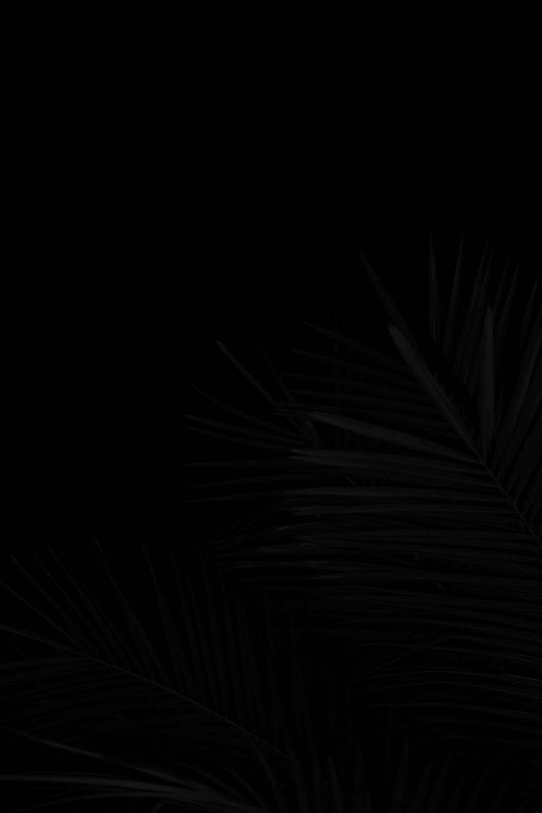 a black and white photo of a palm tree