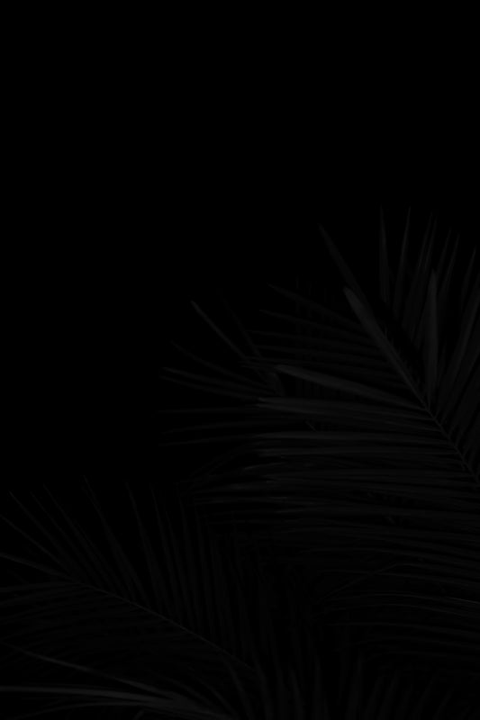 a black and white photo of a palm tree