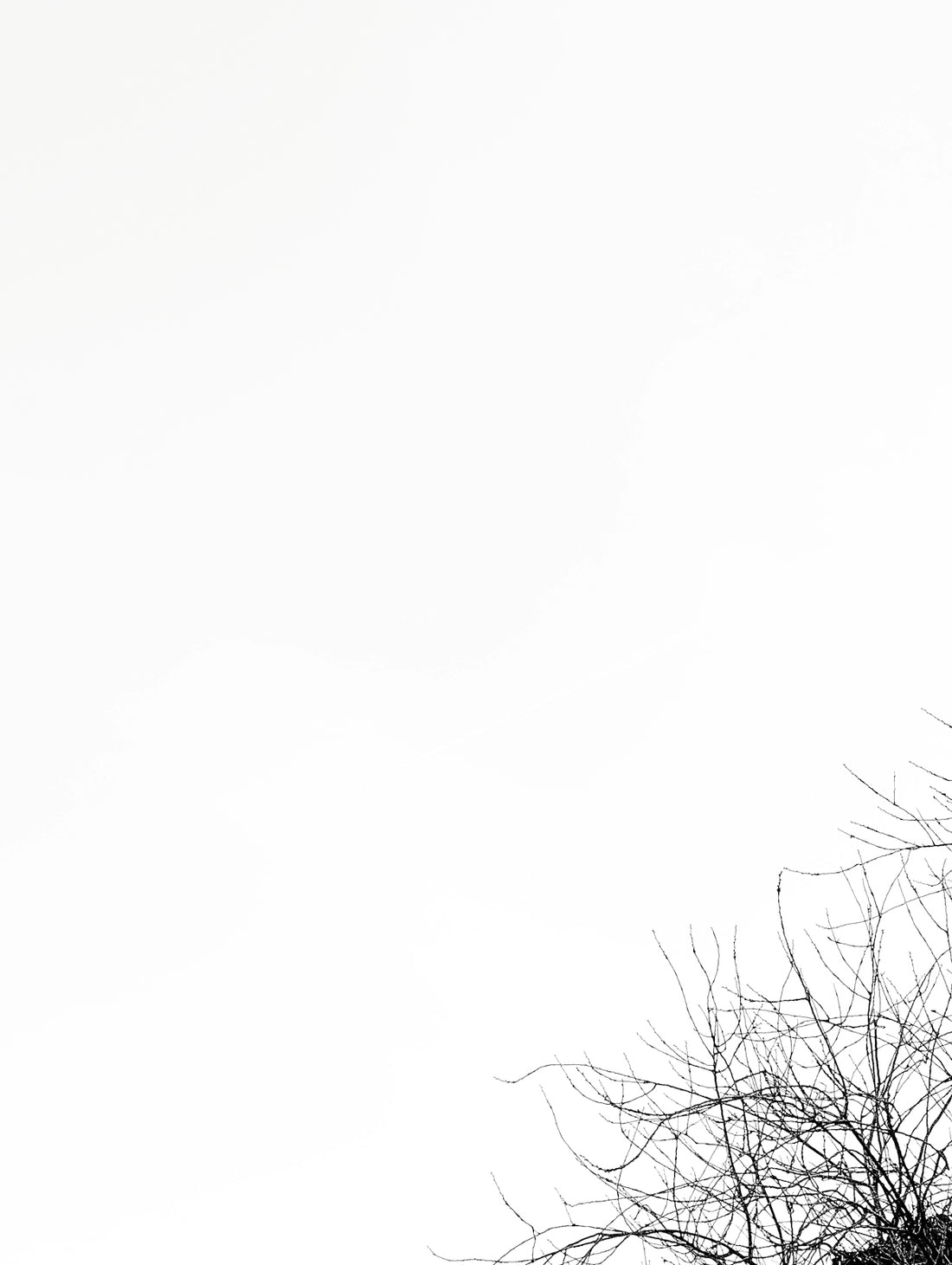 a black and white photo of a bird perched on top of a tree