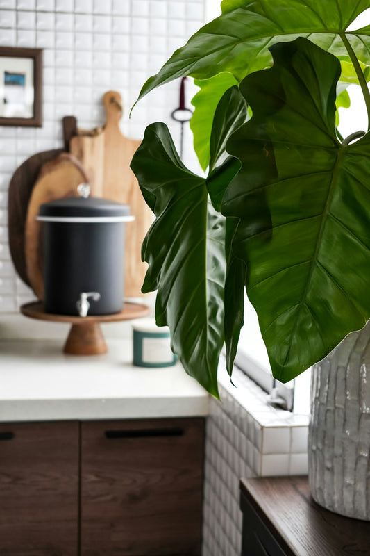 A plant decorates a modern kitchen countertop scene.